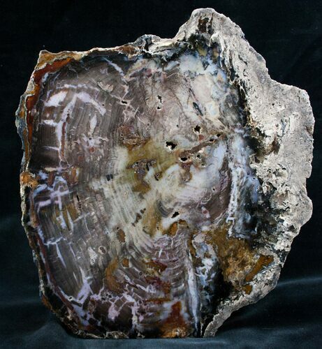 Very Colorful Hubbard Petrified Wood - / Tall #8169